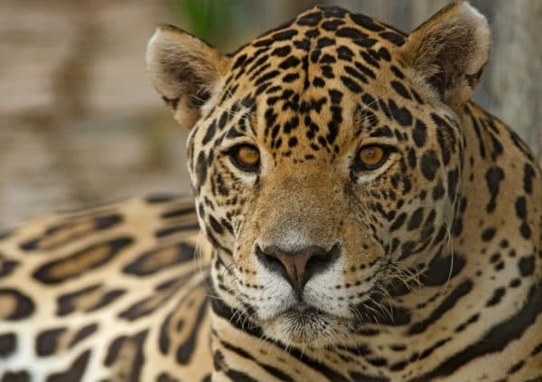 A close-up of a jaguar with distinctive black rosettes and striking amber eyes.