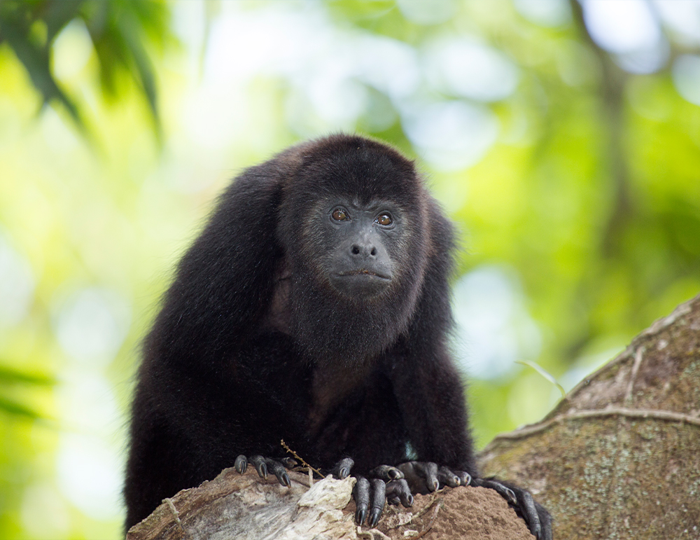 A black howler monkey perches on a tree branch with a blurred green background.