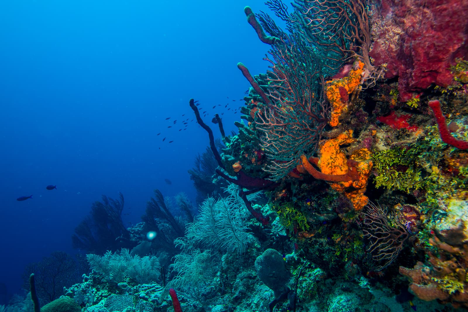 Underwater scene showcasing diverse coral formations with sunlight filtering through the surface.