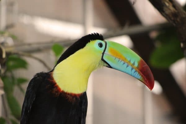 toucan