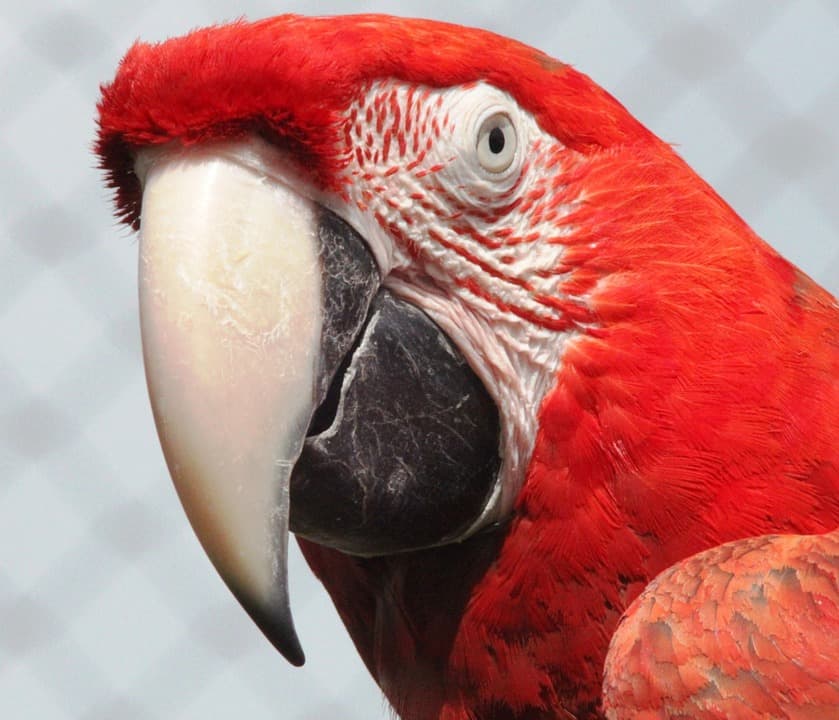 scarlet macaw
