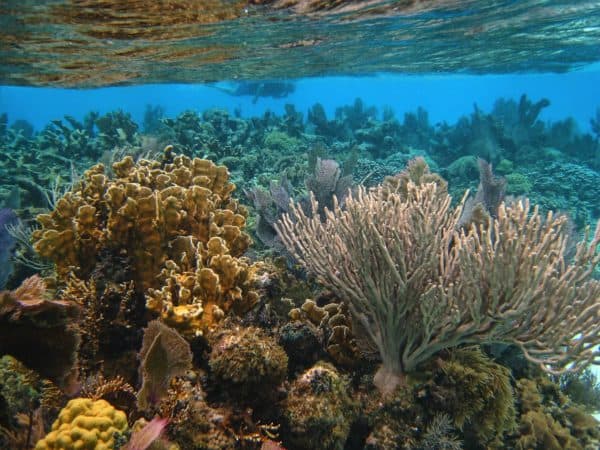 Colorful coral reefs underwater with clear blue water above.