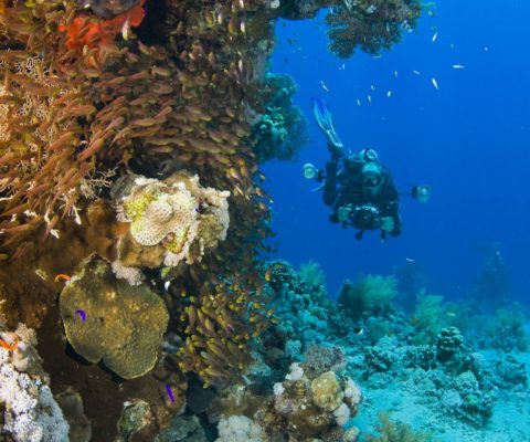 The Best Places to Dive in Belize