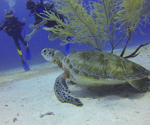 Discover Scuba Diving in Belize