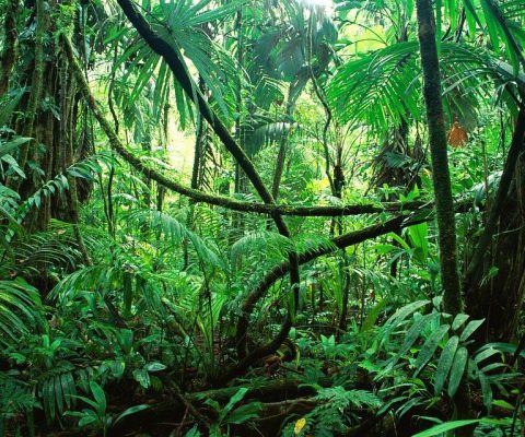 Exploring the Belize Jungle This Summer