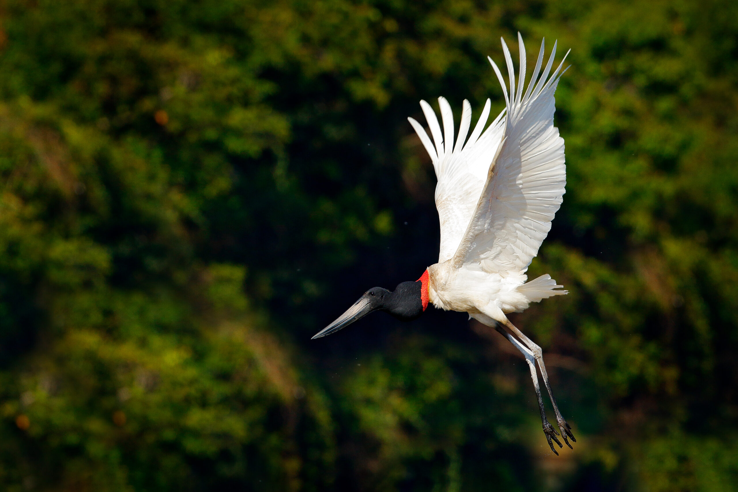 From Black Orchid to Bird's Eye View